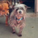 Little is a Terrier/None.