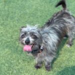 Little is a Terrier/None.