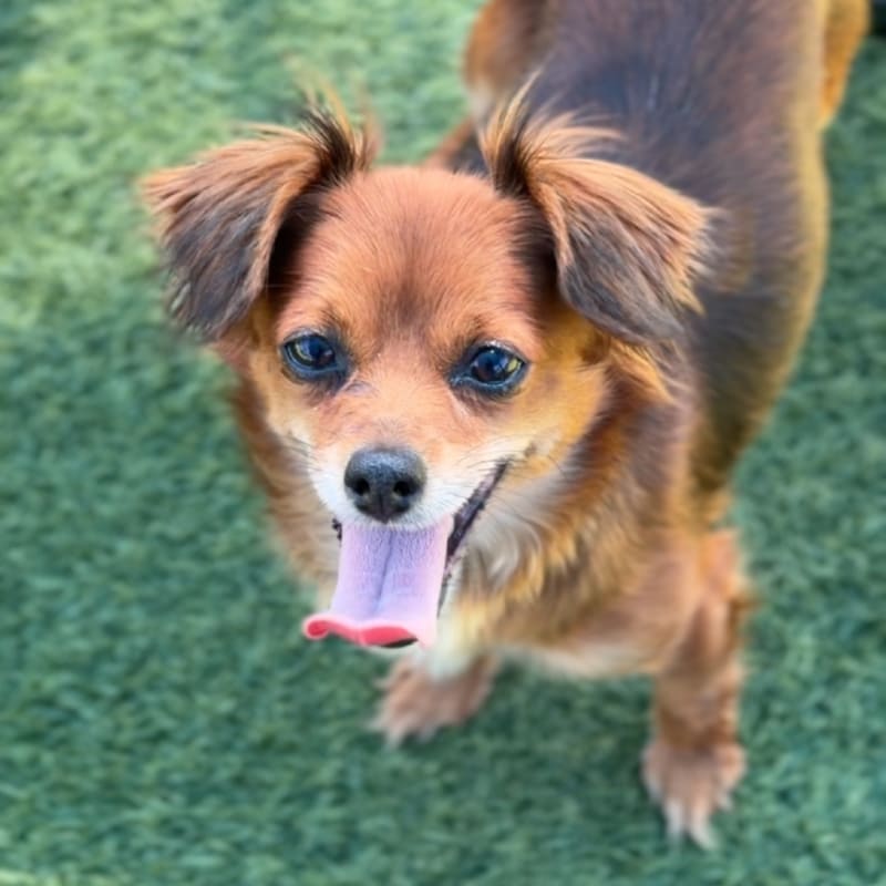 Betty is a Chihuahua/None.