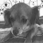 Betty is a Chihuahua/None.