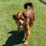 Betty is a Chihuahua/None.