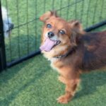 Betty is a Chihuahua/None.