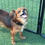 Betty is a Chihuahua/None.