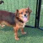 Betty is a Chihuahua/None.