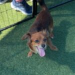 Betty is a Chihuahua/None.