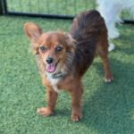 Bettina is a Chihuahua/None.