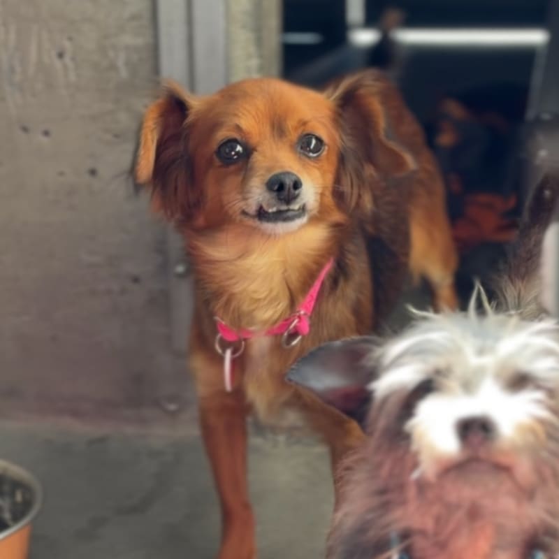 Bettina is a Chihuahua/None.