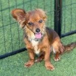 Bettina is a Chihuahua/None.