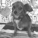 Bettina is a Chihuahua/None.