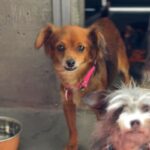 Bettina is a Chihuahua/None.