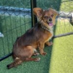 Bettina is a Chihuahua/None.