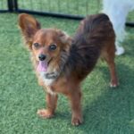 Bettina is a Chihuahua/None.