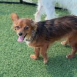 Bettina is a Chihuahua/None.