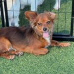 Bettina is a Chihuahua/None.