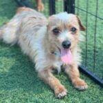 Millz is a Terrier/None.