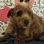 Millz is a Terrier/None.