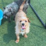 Millz is a Terrier/None.