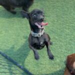 Nadia is a Chihuahua/None.