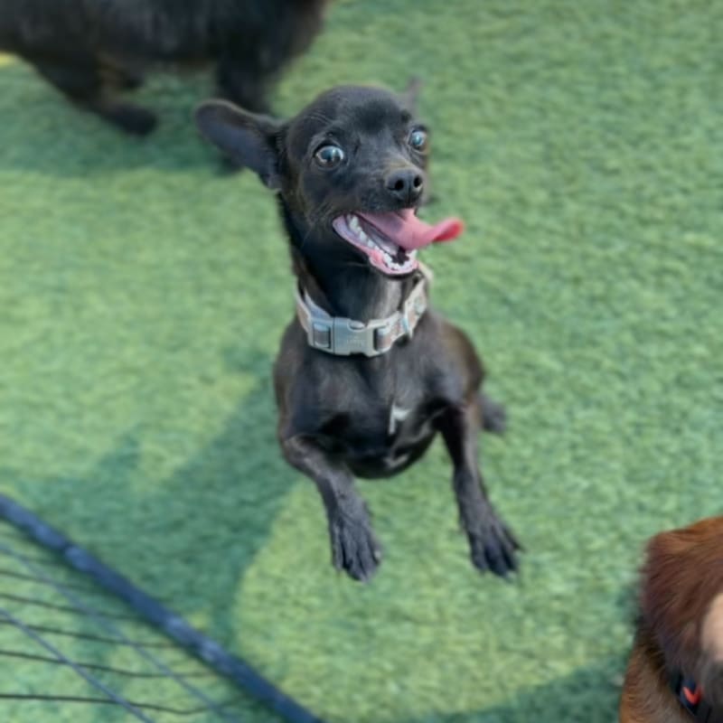 Nadia is a Chihuahua/None.