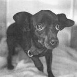 Nadia is a Chihuahua/None.