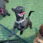 Nadia is a Chihuahua/None.