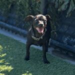 Nadia is a Chihuahua/None.