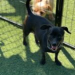 Nadia is a Chihuahua/None.