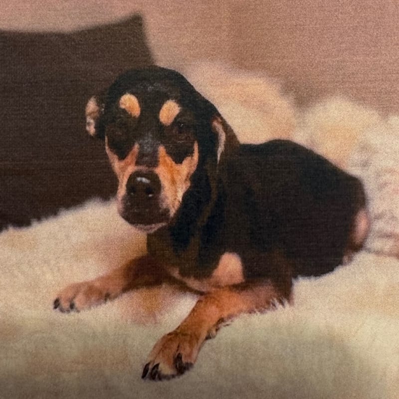 Minnie is a Pinscher, Miniature.