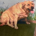 Lincoln is a Retriever, Labrador/None.