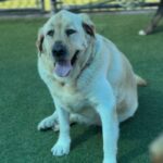 Lincoln is a Retriever, Labrador/None.