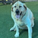 Lincoln is a Retriever, Labrador/None.