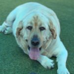 Lincoln is a Retriever, Labrador/None.