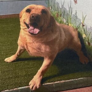 Lemon is a Retriever, Labrador/None.