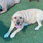 Lemon is a Retriever, Labrador/None.