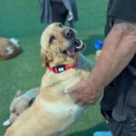 Lemon is a Retriever, Labrador/None.