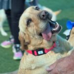 Lemon is a Retriever, Labrador/None.