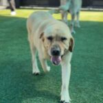 Lemon is a Retriever, Labrador/None.