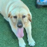 Lemon is a Retriever, Labrador/None.