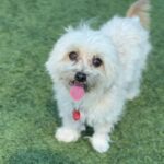 Claudio is a Maltese.