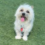 Claudio is a Maltese.