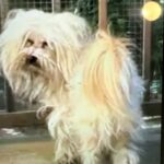 Claudio is a Maltese.