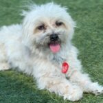 Claudio is a Maltese.