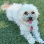 Claudio is a Maltese.