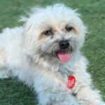 Claudio is a Maltese.