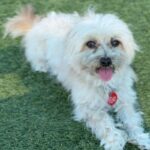 Claudio is a Maltese.