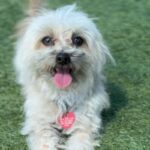 Claudio is a Maltese.