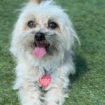 Claudio is a Maltese.