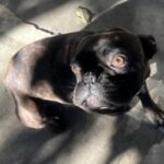 Chapo is a Bulldog, French.