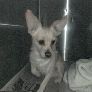 Nelson is a Chihuahua.