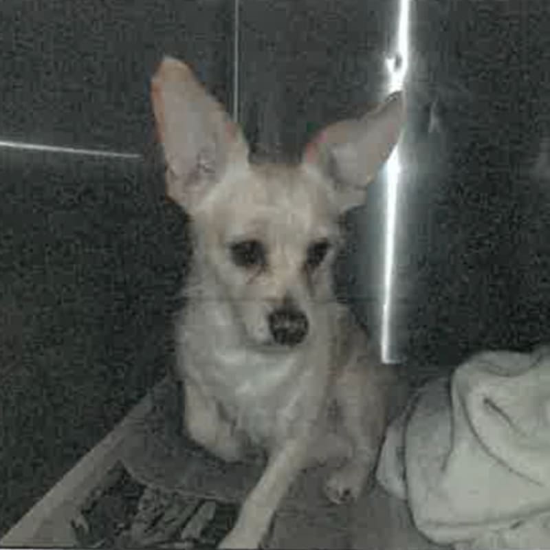 Nelson is a Chihuahua.